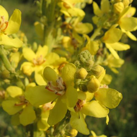 Verbascum thapsus